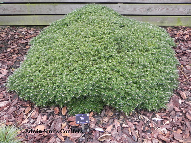 Abies koreana 'Grbele'  (W.M. 006318 Am, Doni-Tajuso, Kristallkugel, N. Degrees)